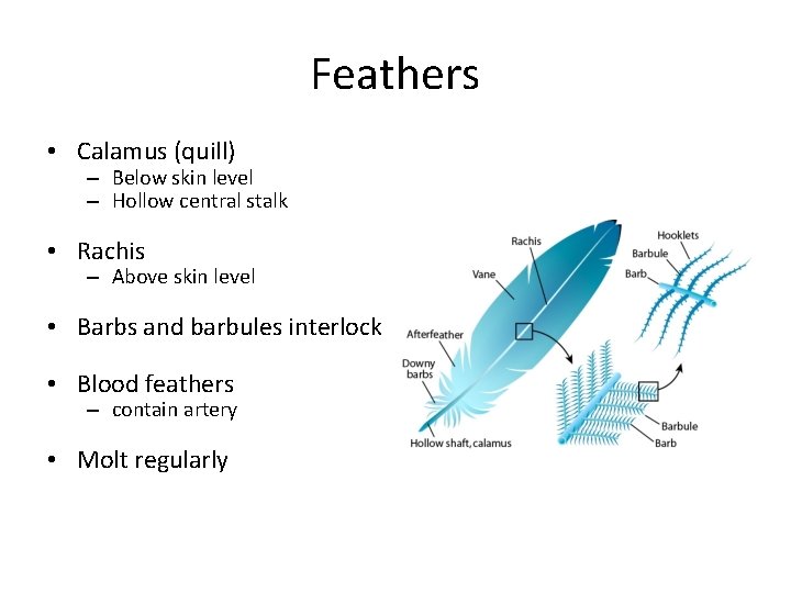 Feathers • Calamus (quill) – Below skin level – Hollow central stalk • Rachis