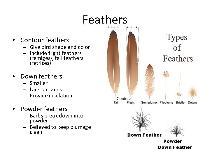 Feathers • Contour feathers – Give bird shape and color – Include flight feathers