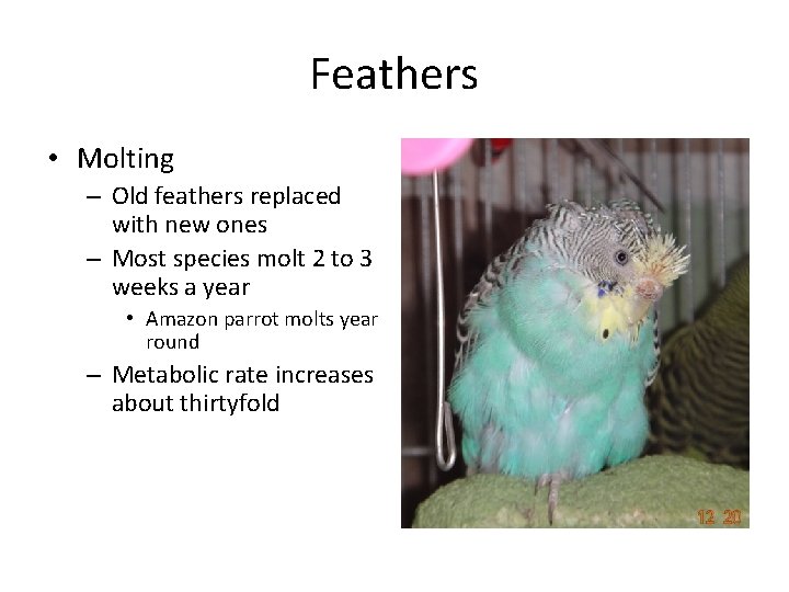 Feathers • Molting – Old feathers replaced with new ones – Most species molt