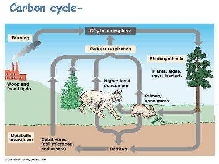 Carbon cycle- 