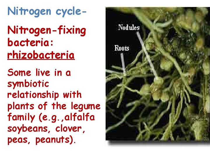 Nitrogen cycle. Nitrogen-fixing bacteria: rhizobacteria Some live in a symbiotic relationship with plants of