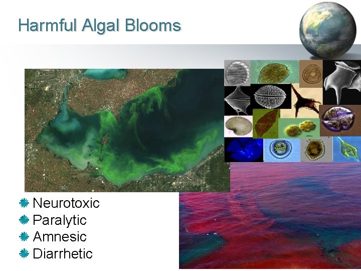 Harmful Algal Blooms Neurotoxic Paralytic Amnesic Diarrhetic MVN RSM Program 