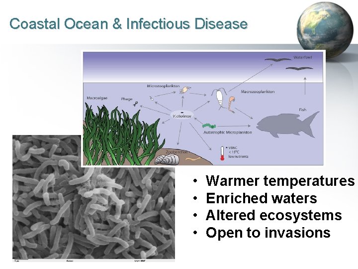 Coastal Ocean & Infectious Disease • • Warmer temperatures Enriched waters Altered ecosystems Open
