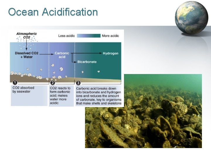 Ocean Acidification MVN RSM Program 