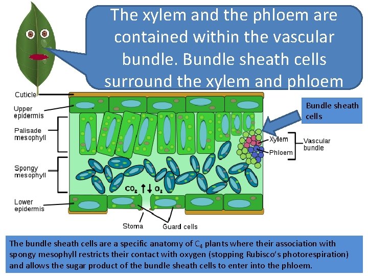 The xylem and the phloem are contained within the vascular bundle. Bundle sheath cells