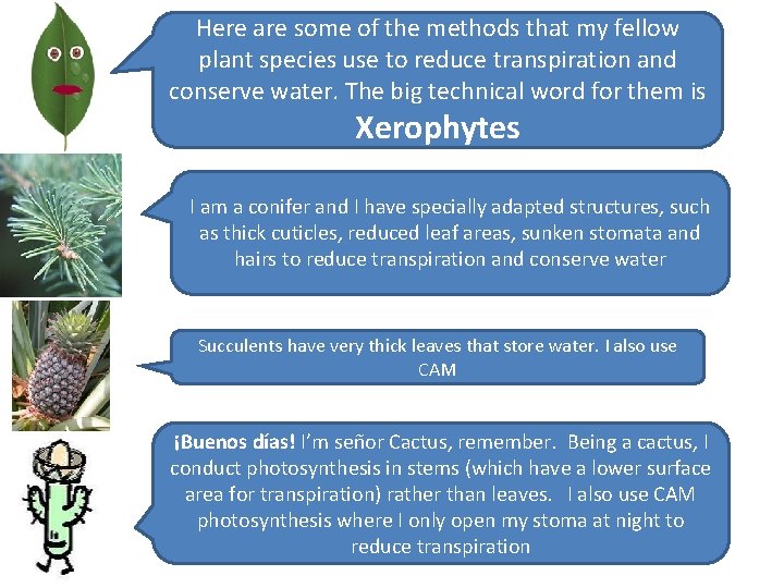Here are some of the methods that my fellow plant species use to reduce