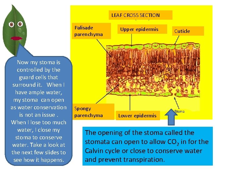 LEAF CROSS SECTION Palisade parenchyma Now my stoma is controlled by the guard cells