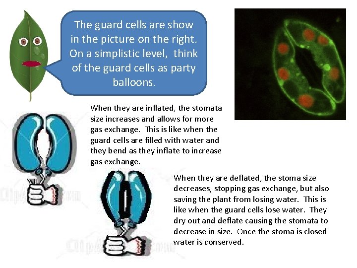 The guard cells are show in the picture on the right. On a simplistic