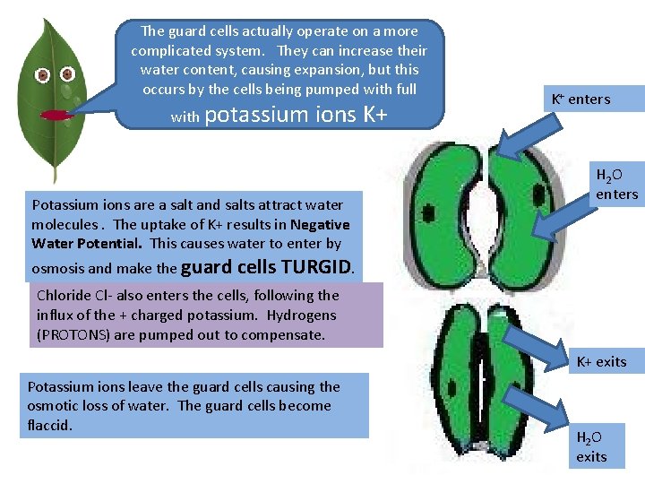The guard cells actually operate on a more complicated system. They can increase their