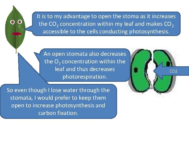 It is to my advantage to open the stoma as it increases the CO