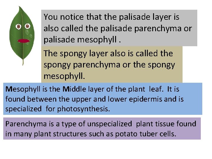 You notice that the palisade layer is also called the palisade parenchyma or palisade