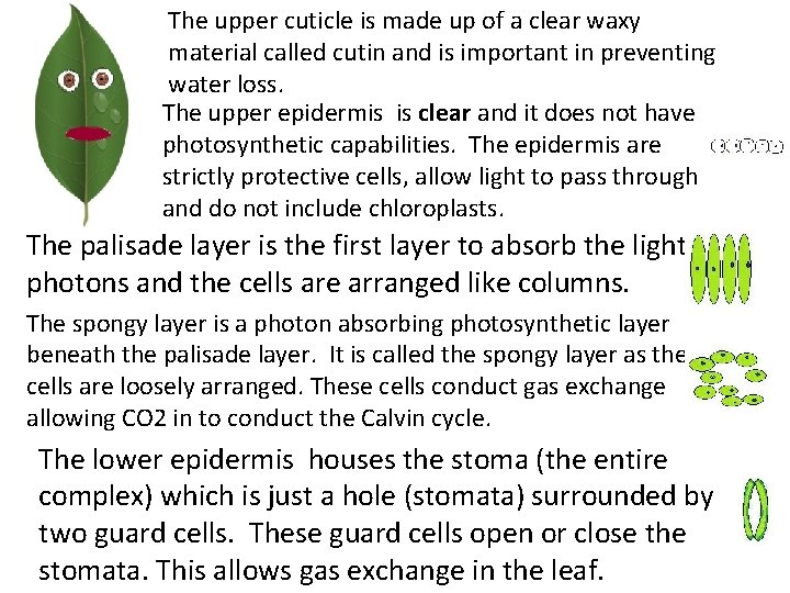 The upper cuticle is made up of a clear waxy material called cutin and