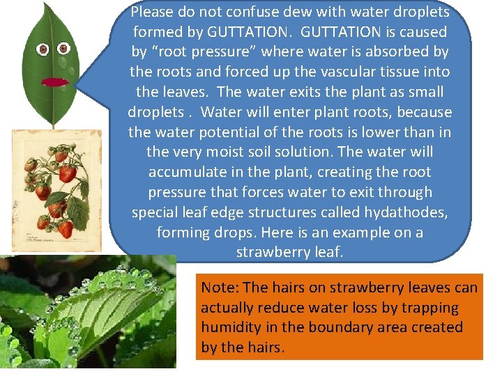 Please do not confuse dew with water droplets formed by GUTTATION is caused by