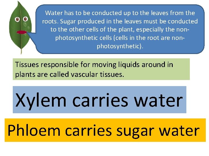 Water has to be conducted up to the leaves from the roots. Sugar produced
