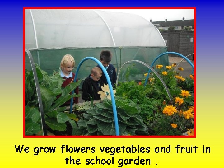 We grow flowers vegetables and fruit in the school garden. 