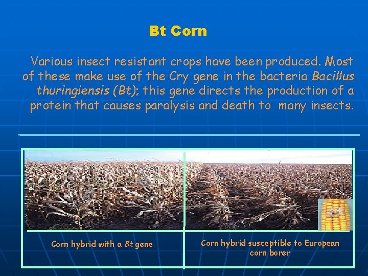 Bt Corn Various insect resistant crops have been produced. Most of these make use