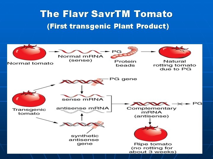 The Flavr Savr. TM Tomato (First transgenic Plant Product) 