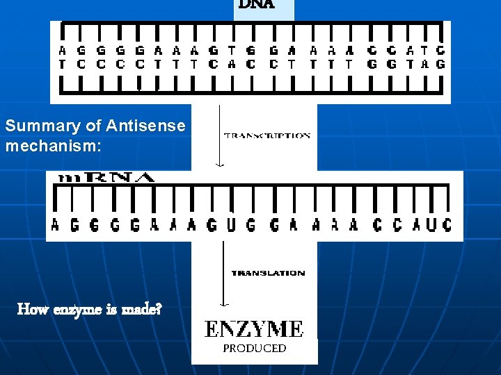 DNA Summary of Antisense mechanism: How enzyme is made? PRODUCED 