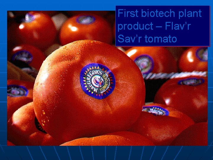 First biotech plant product – Flav’r Sav’r tomato 