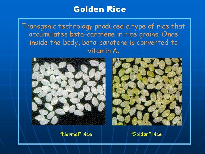 Golden Rice Normal rice Transgenic technology produced a type of rice that accumulates beta-carotene