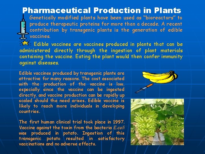 Pharmaceutical Production in Plants Genetically modified plants have been used as “bioreactors” to produce