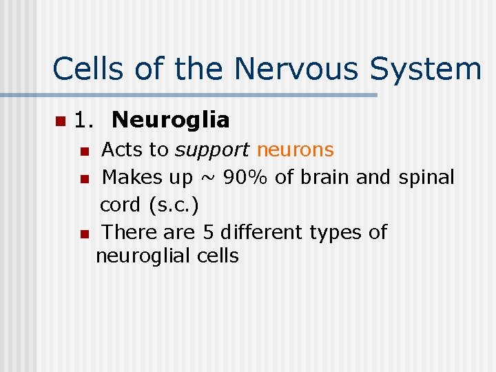 Cells of the Nervous System n 1. Neuroglia Acts to support neurons n Makes