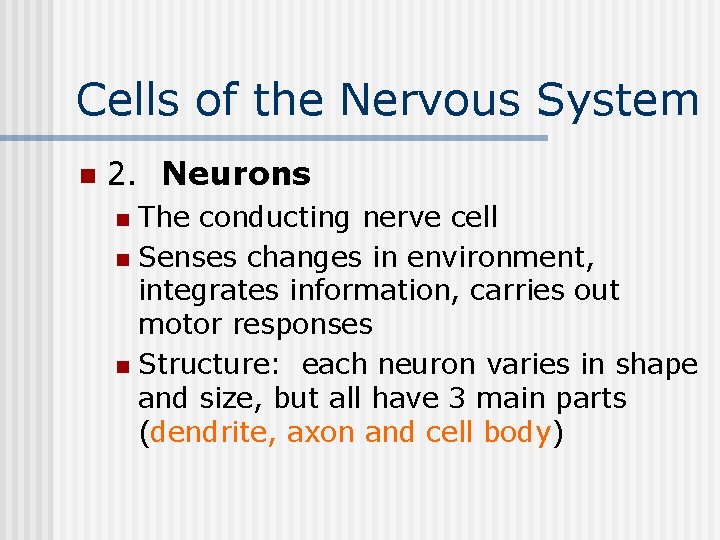 Cells of the Nervous System n 2. Neurons The conducting nerve cell n Senses