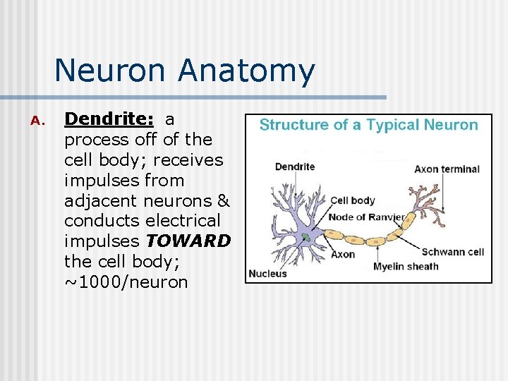 Neuron Anatomy A. Dendrite: a process off of the cell body; receives impulses from