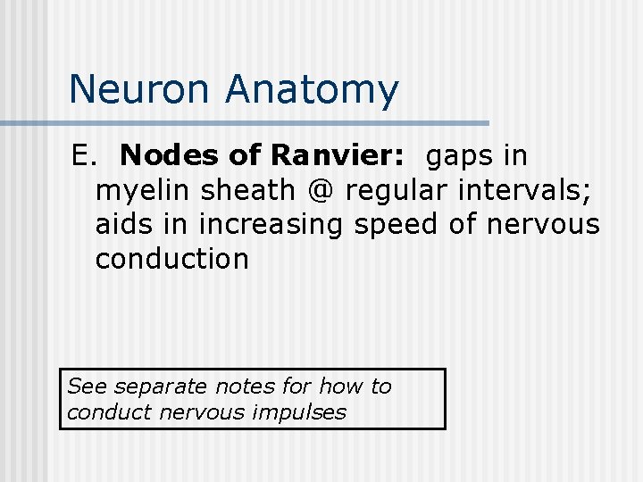 Neuron Anatomy E. Nodes of Ranvier: gaps in myelin sheath @ regular intervals; aids