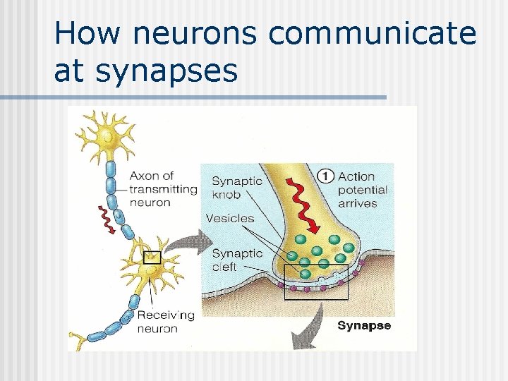 How neurons communicate at synapses 