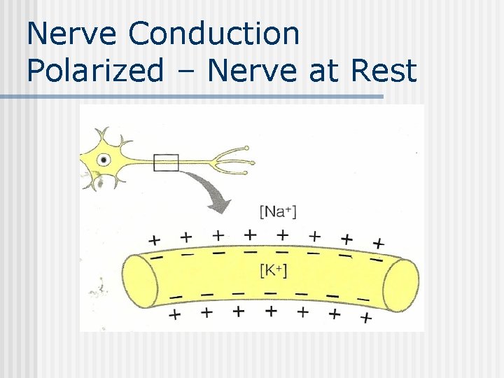 Nerve Conduction Polarized – Nerve at Rest 