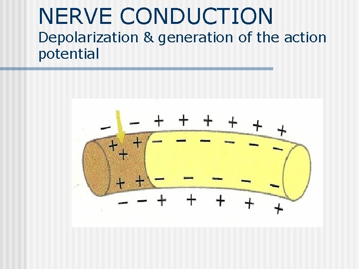 NERVE CONDUCTION Depolarization & generation of the action potential 