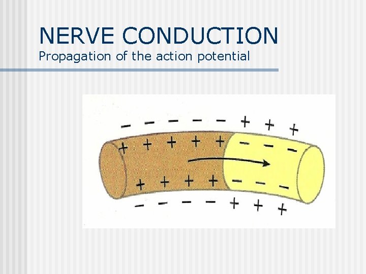 NERVE CONDUCTION Propagation of the action potential 