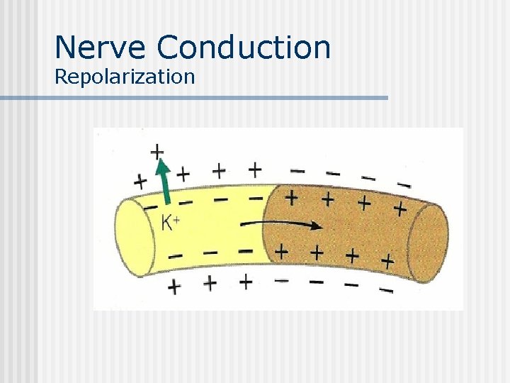 Nerve Conduction Repolarization 