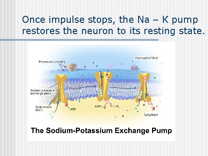 Once impulse stops, the Na – K pump restores the neuron to its resting