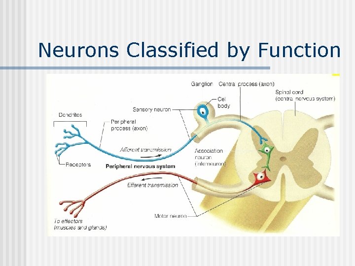 Neurons Classified by Function 