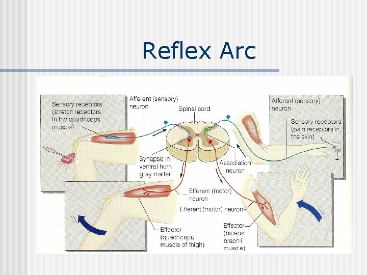 Reflex Arc 