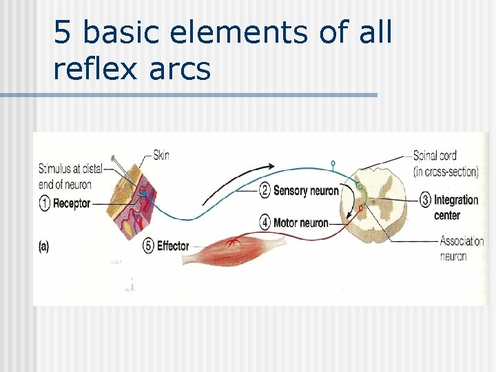 5 basic elements of all reflex arcs 