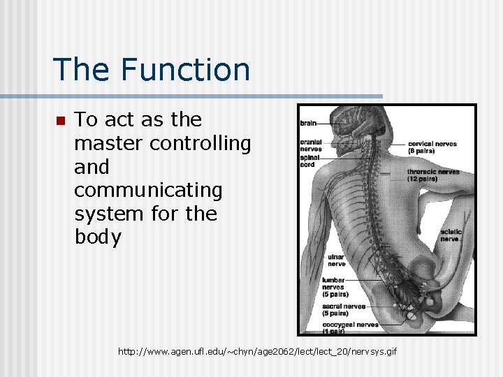 The Function n To act as the master controlling and communicating system for the