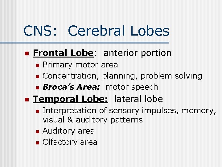 CNS: Cerebral Lobes n Frontal Lobe: anterior portion n n Primary motor area Concentration,