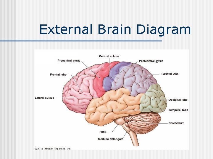 External Brain Diagram 