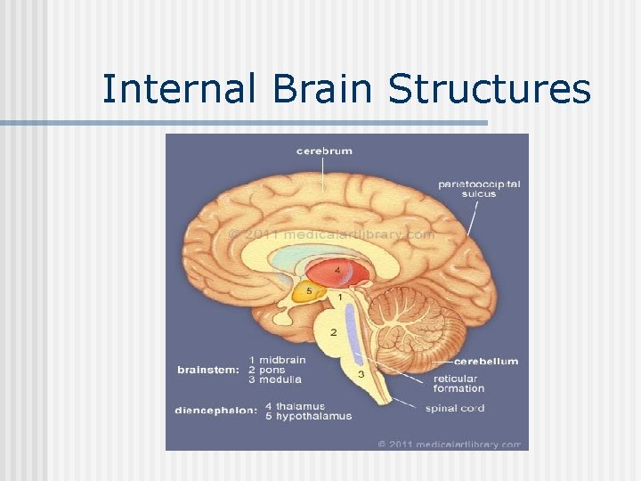 Internal Brain Structures 