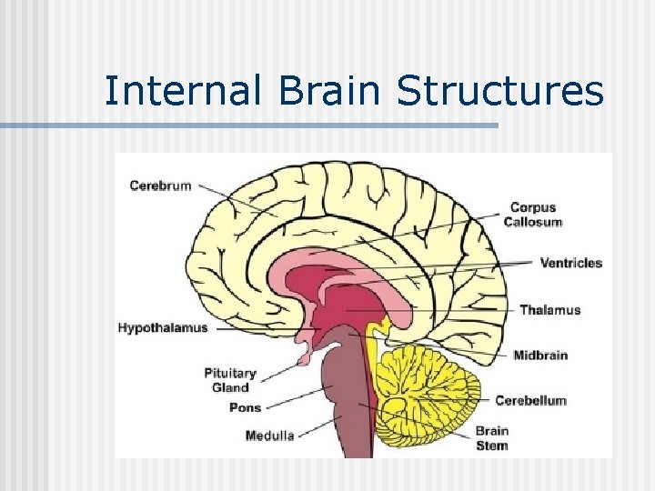 Internal Brain Structures 