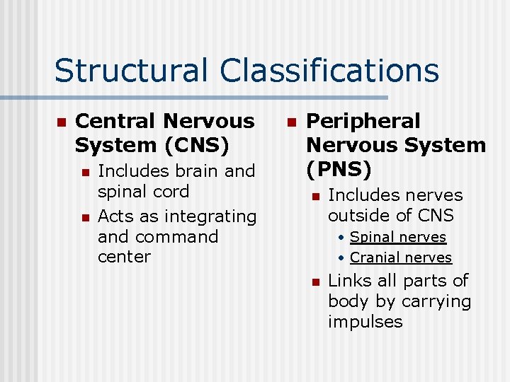 Structural Classifications n Central Nervous System (CNS) n n Includes brain and spinal cord