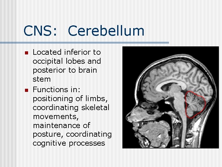 CNS: Cerebellum n n Located inferior to occipital lobes and posterior to brain stem