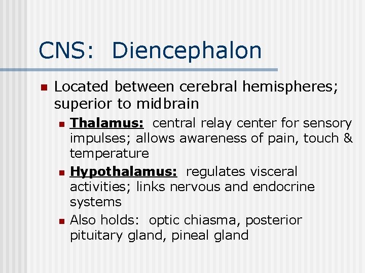 CNS: Diencephalon n Located between cerebral hemispheres; superior to midbrain n Thalamus: central relay