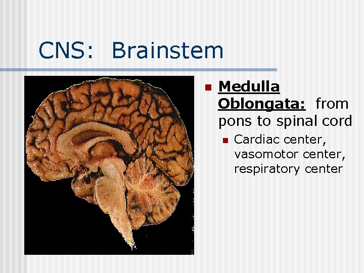 CNS: Brainstem n Medulla Oblongata: from pons to spinal cord n Cardiac center, vasomotor