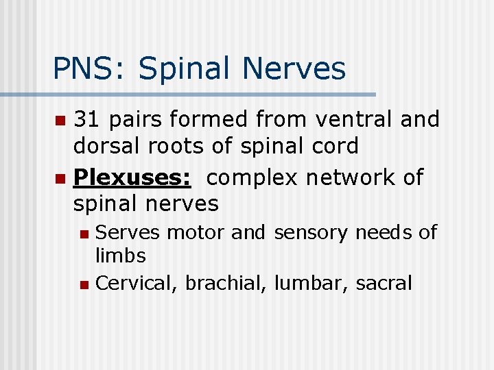 PNS: Spinal Nerves 31 pairs formed from ventral and dorsal roots of spinal cord