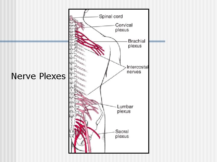 Nerve Plexes 