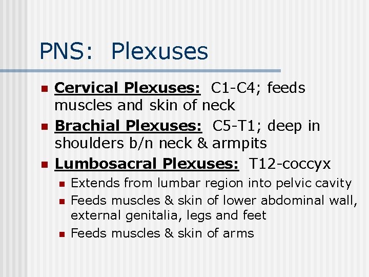 PNS: Plexuses n n n Cervical Plexuses: C 1 -C 4; feeds muscles and